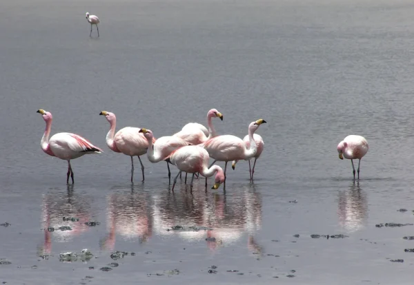 Flamencos Uyuni