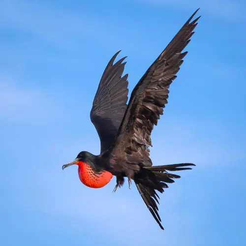 Frigatebird San Cristobal
