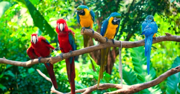 Loros Guacamayos