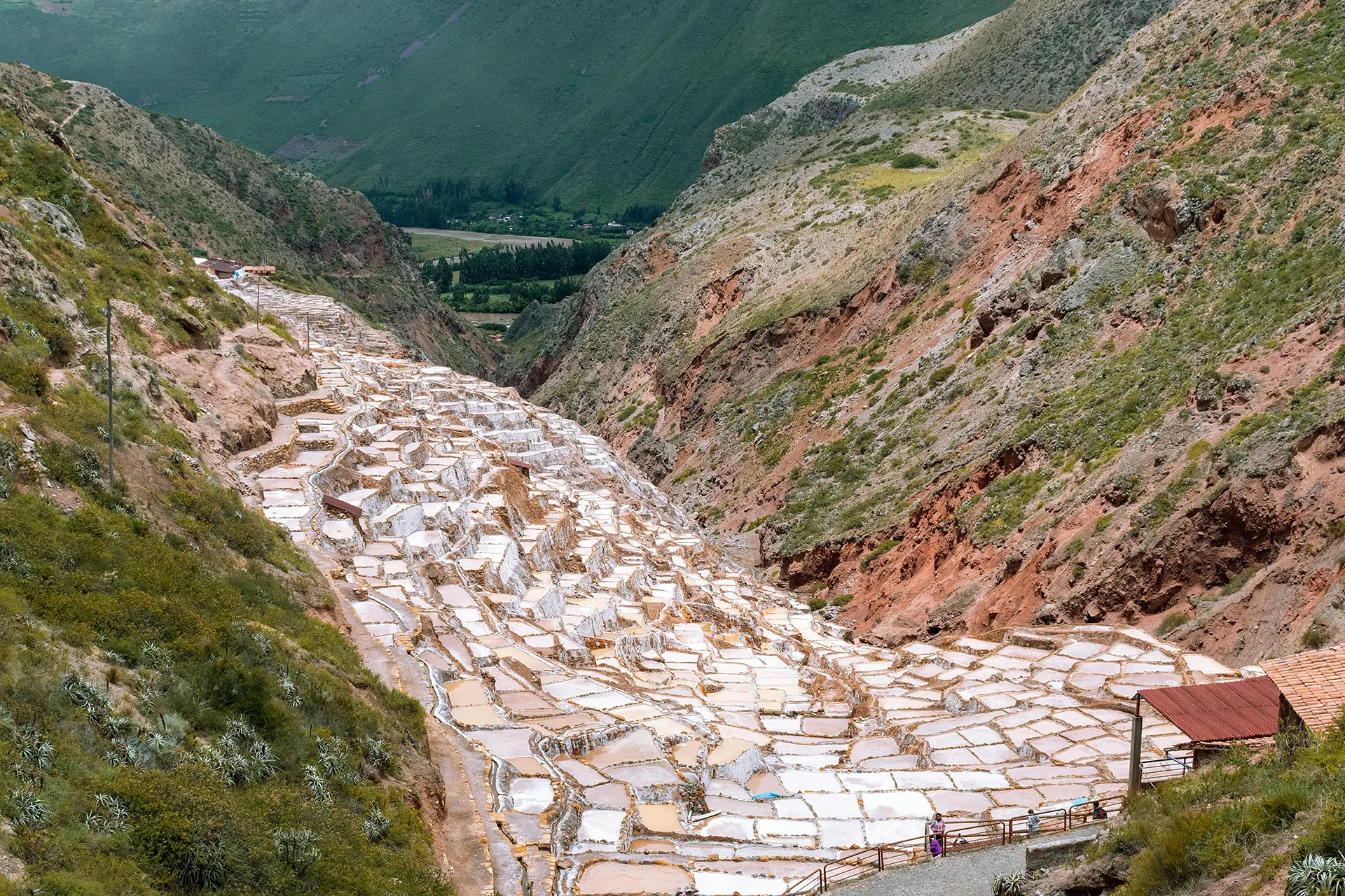 Maras
