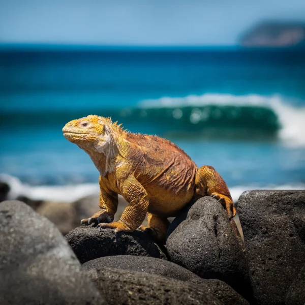 Galapagos
