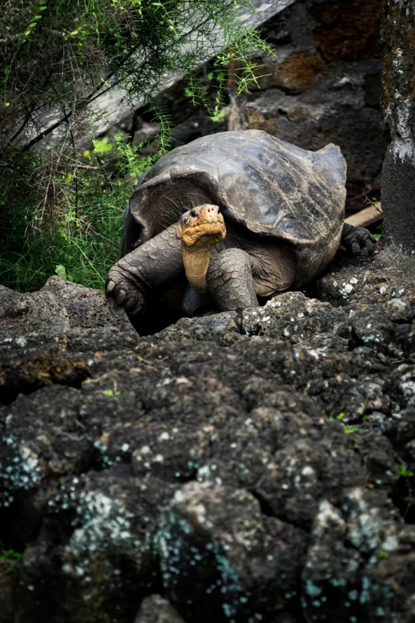 Galapagos Santa Cruz